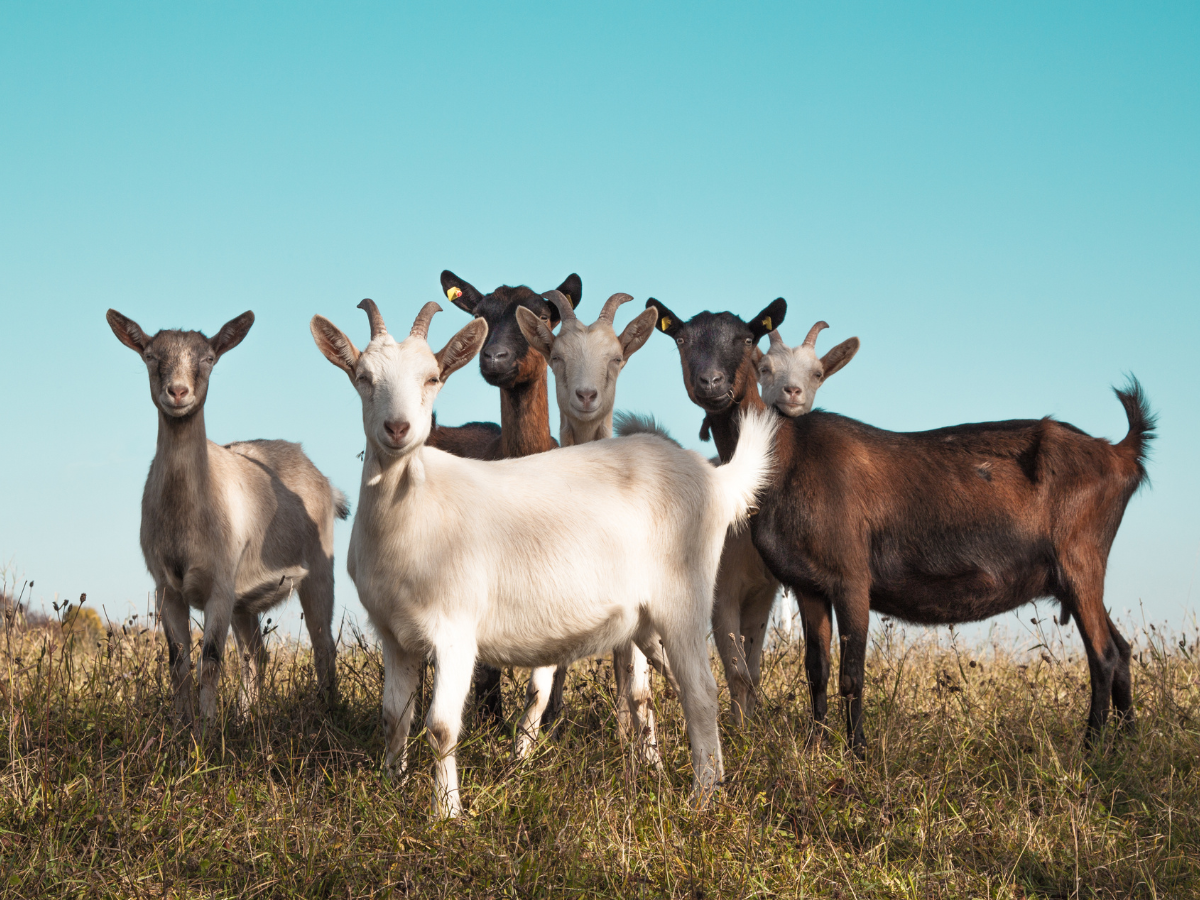 A group of goats look on into the distance